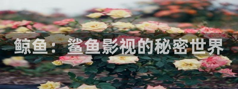 日韓影院歐美影院：鯨魚：鯊魚影視的秘密世界